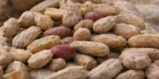 High-Quality Groundnuts for Export